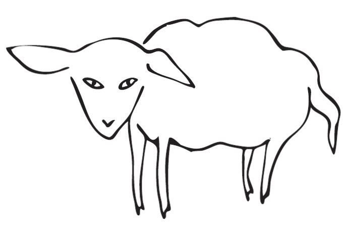 sheep-graphic